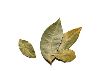 Dried bay leaf isolated on a white background.