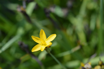 Yellow-eyed grass