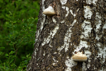 Jaga mushrooms growing on trees.