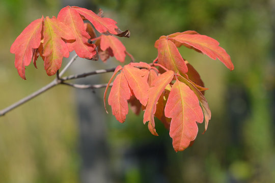 Paperbark Maple