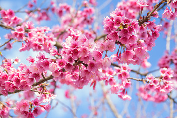sakura tree