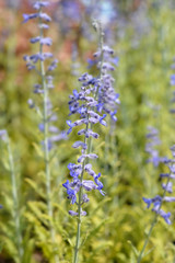 Lacey Blue Russian sage