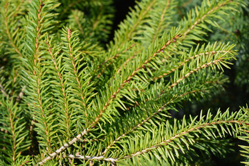 Fototapeta na wymiar Nidiformis Norway spruce