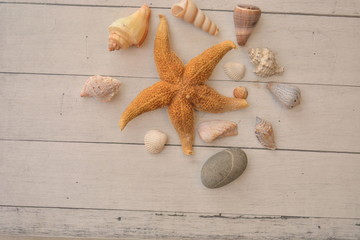 composizione marina con stella di mare e conchiglie su sfondo di legno