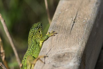Lézard vert mâle