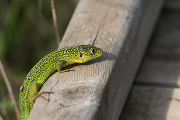 Lézard vert mâle