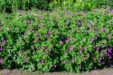 Many delicate light pink flowers of Geranium pratense wild plant, commonly known as meadow crane's-bill or meadow geranium, in a garden in a sunny summer day,  beautiful outdoor floral background