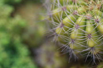 close up of a cactus