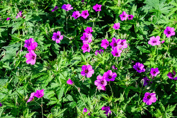 Fototapeta premium Many delicate light pink flowers of Geranium pratense wild plant, commonly known as meadow crane's-bill or meadow geranium, in a garden in a sunny summer day, beautiful outdoor floral background