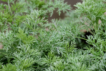 Close up of fresh green leaves of Artemisia absinthium (wormwood, grand wormwood, absinthe or absinthium), in a garden in a sunny spring day background photographed with soft focus