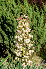 Many delicate white  flowers of Yucca filamentosa plant, commonly known as Adam’s needle and thread, in a garden in a sunny summer day,  beautiful outdoor floral background