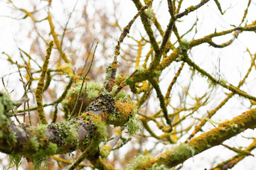 Naked branches of autumn (spring) trees covered with moss and lichen on the pale sky background