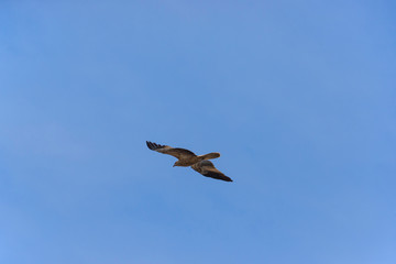 Whistling Kite in flight.