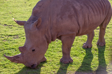 A african rhinoceros (rhino) eating a grass on a field. Closeup.