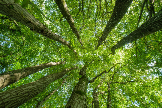 Looking up to the sky through the leafy green canopy of woodland trees on a sunny summer day