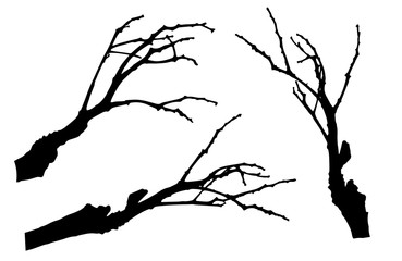 Bare branches of rowan tree silhouette. Vector illustration