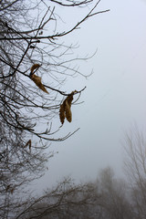 ultime foglie sui rami