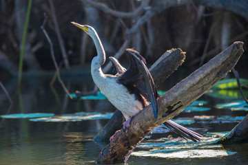 Australasian darter drying its wings on stump in a wetland.