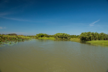 Pandanus on Corroboree wetlands.