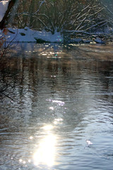 reflection of trees in water