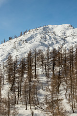 Larch trees covered in snow 