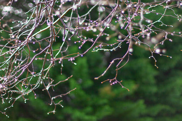 A lot of thin naked branches in sparkling rain drops. Green background