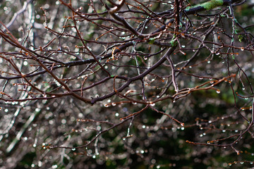 A lot of thin naked branches in sparkling rain drops. Dark background.