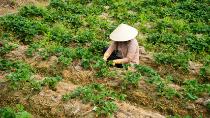Vietnamese woman caring for strawberries on plantations in the city of Dalat.