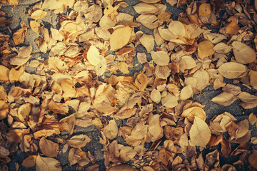 autumn leaves background