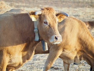 Cattle-cow herd with bells on a meadow