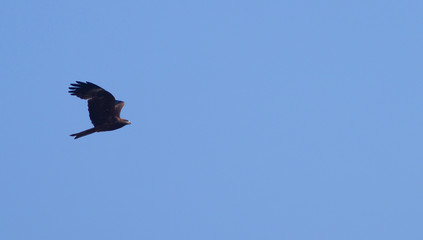 Eagle flying in high in the blue sky.