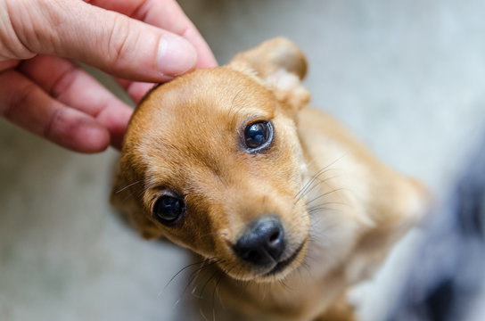 Petit chien mignon Pinscher