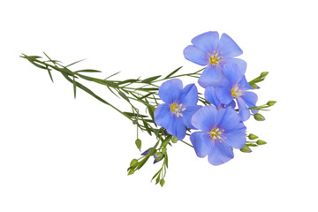 Blue Flax flowers isolated on white background with clipping path. (Linum usitatissimum) common names: common flax or linseed. Close up view. 