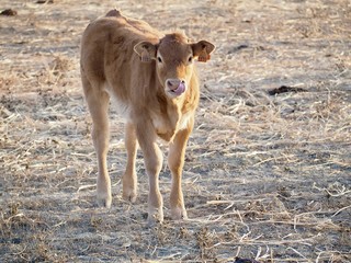 Cattle-cute newborn cow calf on a meadow