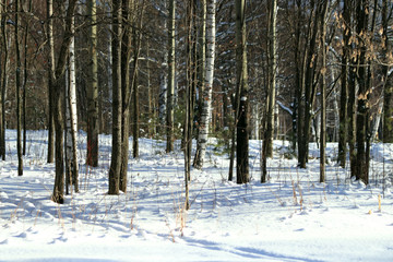Fototapeta premium forest in winter