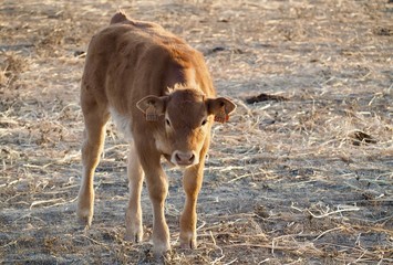 Cattle-cute newborn cow calf on a meadow