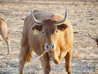 Single cow on a meadow