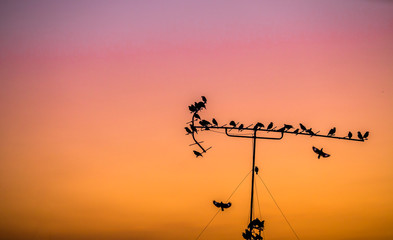 Blurred abstract background of the twilight light of the evening, with a flock of birds perched on a TV signal pole in the urban area.
