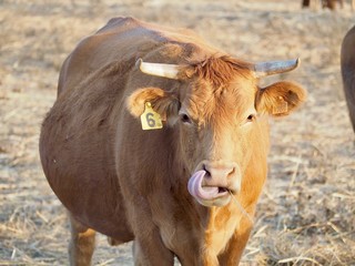 Single cow on a meadow