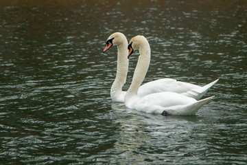 two swans swimming in a lake