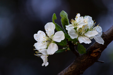White flowers of a plum tree