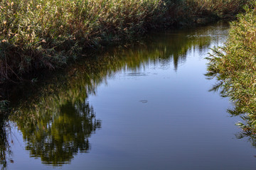 Reflections of trees in the river