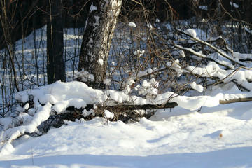 snow covered trees in winter