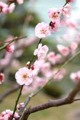 Fototapeta na wymiar 旧芝離宮恩賜庭園で梅の花が咲く風景