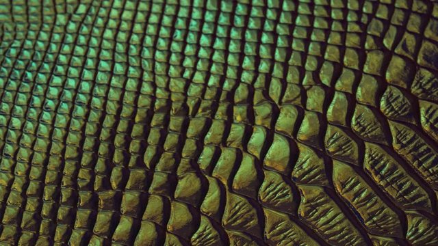 Green Viper Snake Skin Leather Scales Texture close up