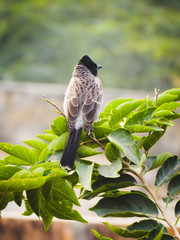 A beautiful shot of bird