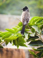 A beautiful shot of bird