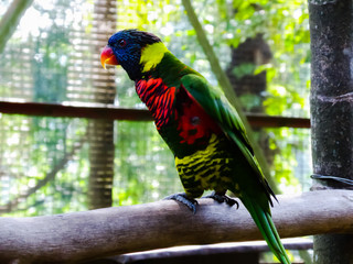 a colorful shot of parrot