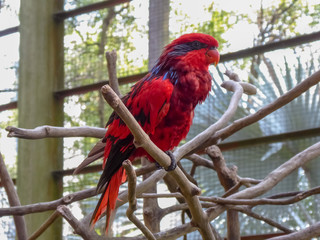 a shot of red colorful parrot