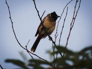 A bird sitting on branch of tree